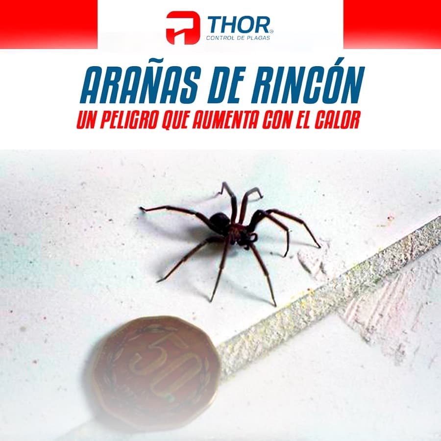 Arañas de Rincón: Un problema que crece durante el verano