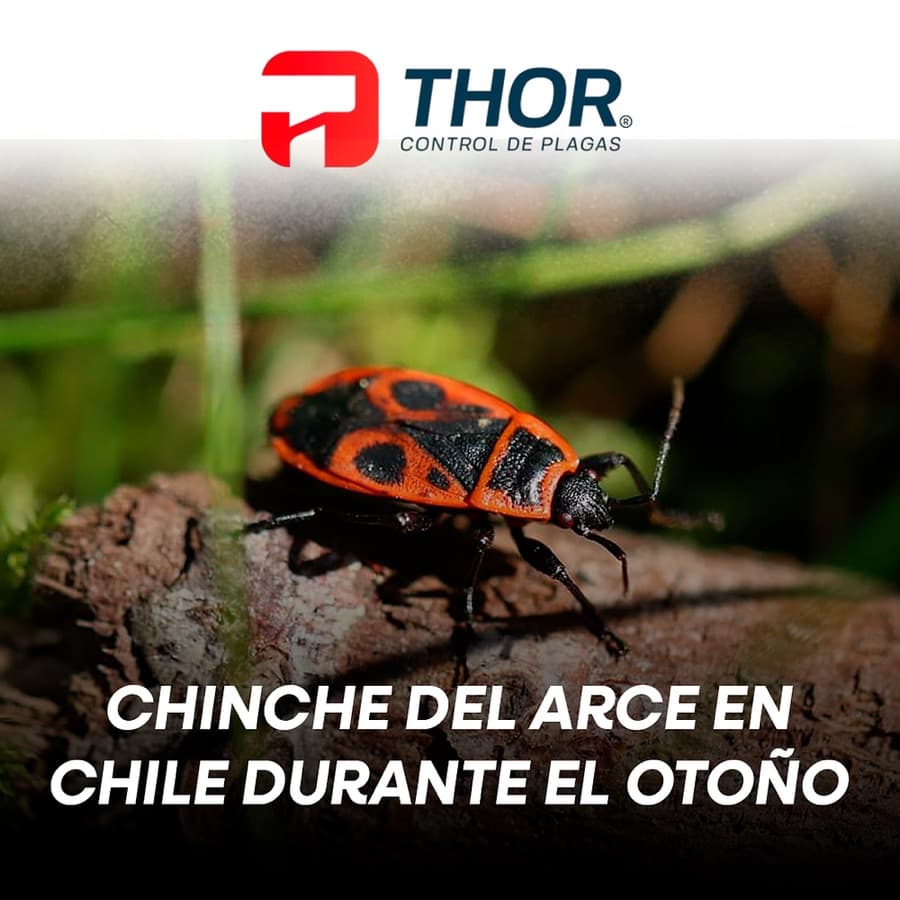 Chinche del Arce en otoño: Qué es, cómo reconocerlo y qué hacer si aparece en tu hogar