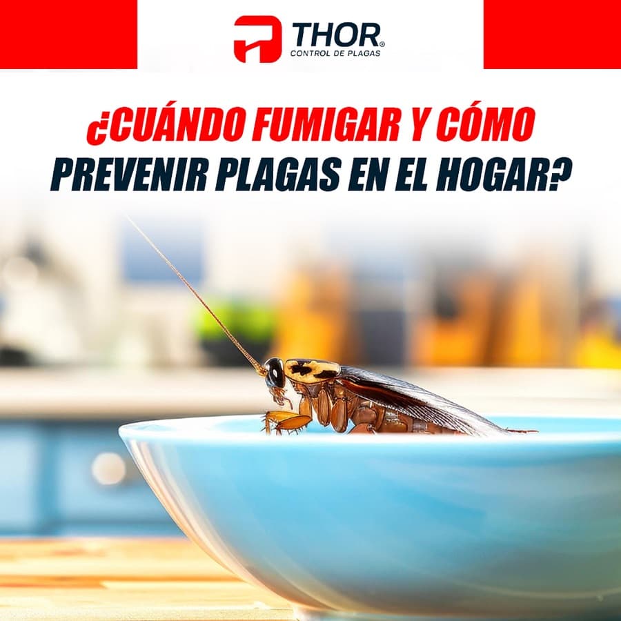 ¿Cuándo fumigar y cómo prevenir plagas en el hogar?