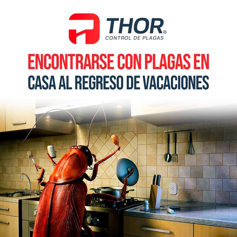 Presencia de plagas en casa después de vacaciones de verano